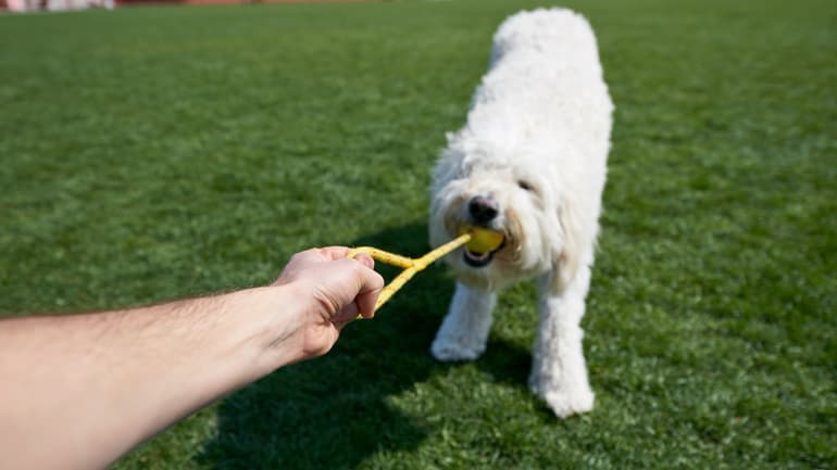 Un cane gioca con una palla