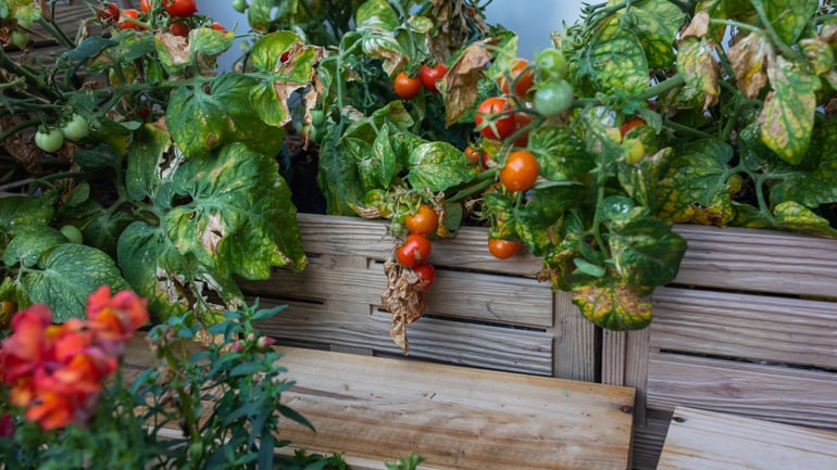 Pomodori ciliegini