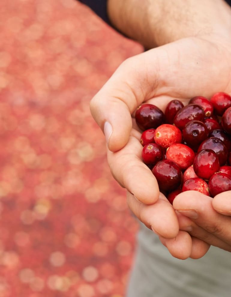 Hände gefüllt mit Beeren