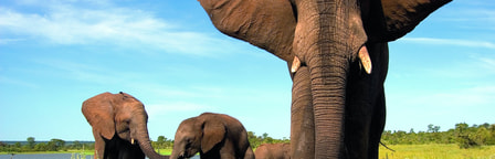 Un éléphant en tête d'un troupeau