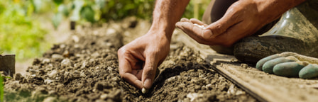 Mains semant des graines dans la terre